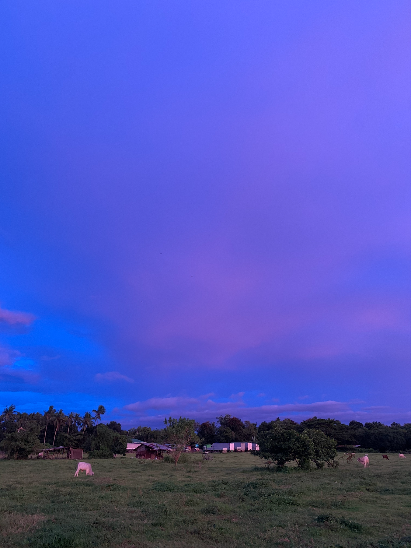 Blue and violet evening sky over a rural Philippine landscape with grazing cattle.